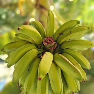 Bananas