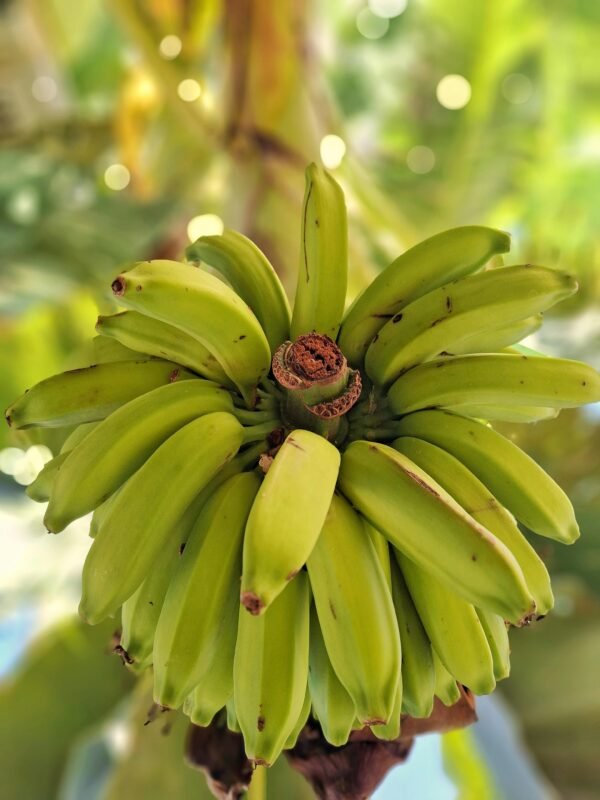 Bananas